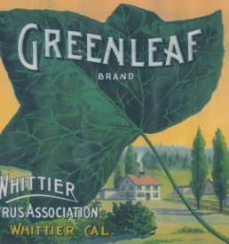 Graphic of fruit crate label that is printed on t-shirt. The graphic shows a giant green leaf with a small town in the background. Text "Greenleaf Brand Whittier Citrus Association Whittier, Cal.