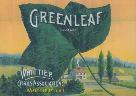 Graphic of fruit crate label that is printed on t-shirt. The graphic shows a giant green leaf with a small town in the background. Text "Greenleaf Brand Whittier Citrus Association Whittier, Cal.