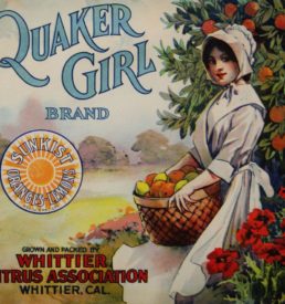 Fruit Crate Label graphic that is on the t-shirt. Label shows a girl in Quaker clothing holding a basket of citrus fruit. Text "Quaker Girl Brand Grown and packed by Whittier Citrus Association, Whittier Cal.